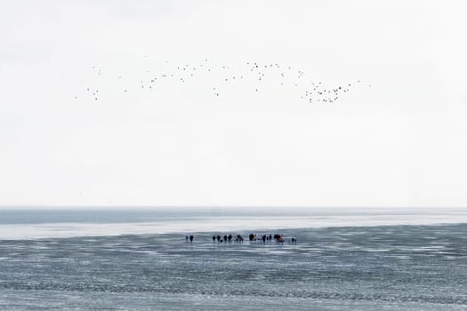 Mudflat hike near Baltrum
