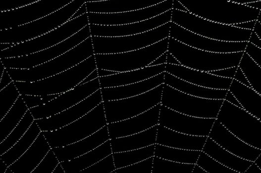 dewy cobweb