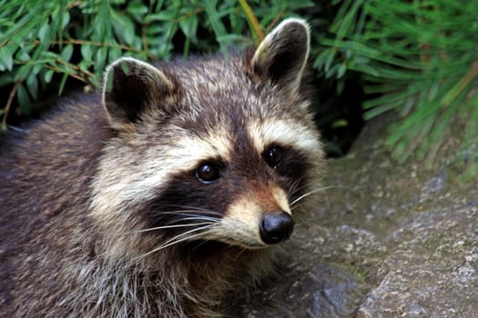 Raccoon