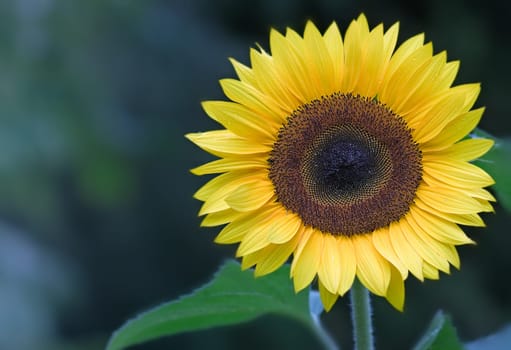Helianthus