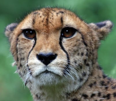 CheetahPortrait