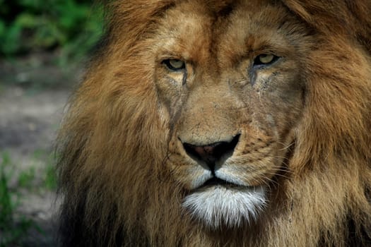LionPortrait