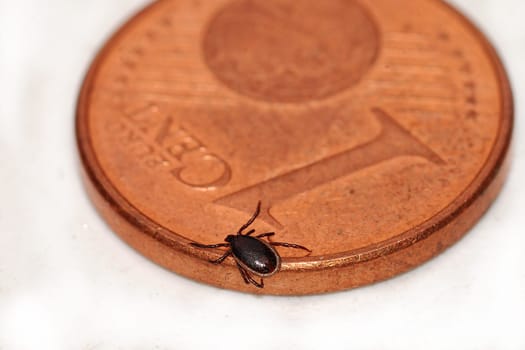 tick