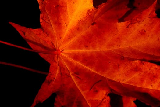 autumn maple leaf