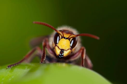 mandibles of giant hornet