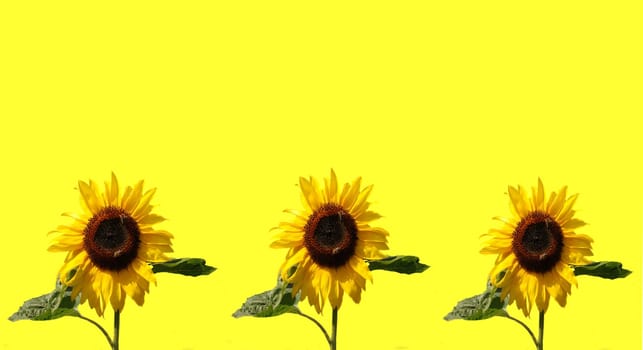 Three Sunflowers
