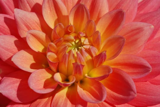 Dahlia Detail