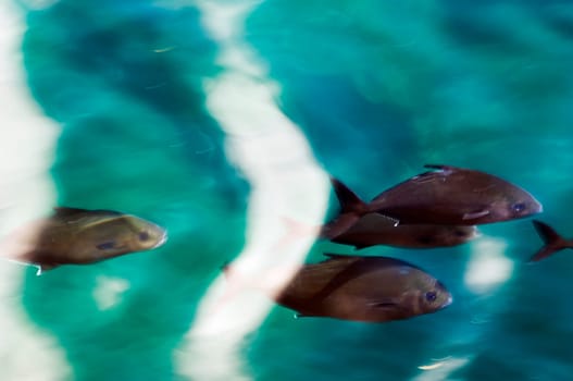 School of fish passing by