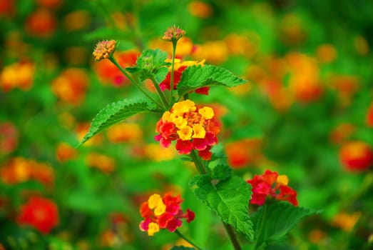 lantana