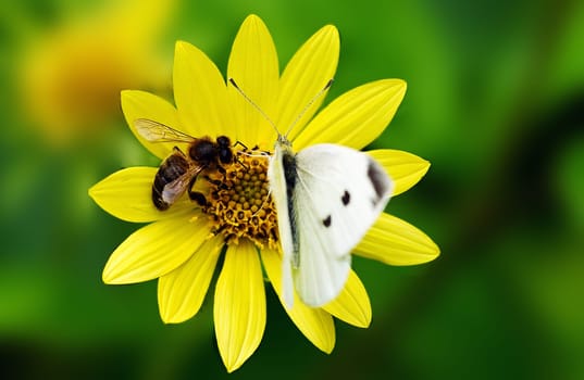 However,the coexistence did not last long. Soon the bee was scared away by the butterfly.