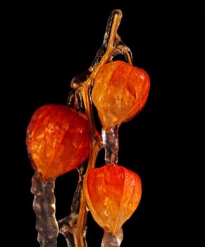 winter garden - frostbound ground-cherry