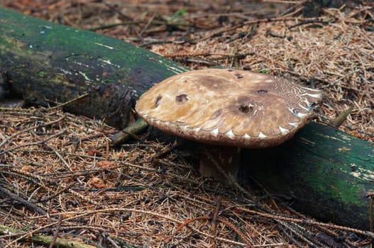 purple boletus