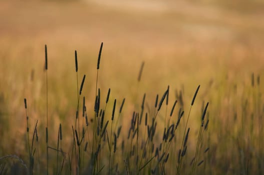 grass blades