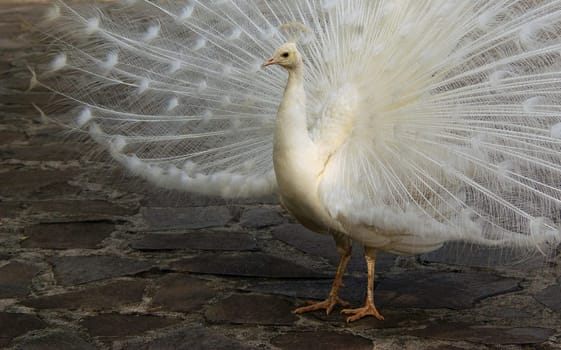 Pavo,Pavo cristatus alba,peacock
