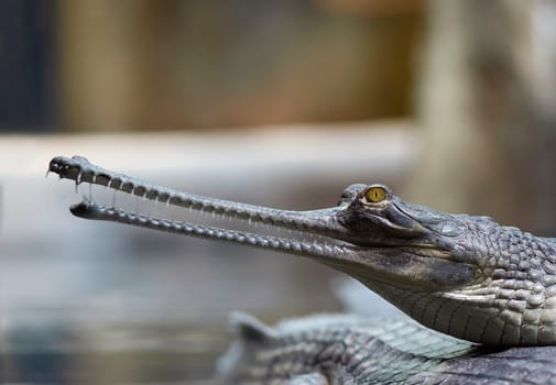 Indian gavial