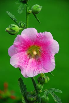 Orient Hollyhock