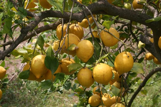 Lemon tree in Mallorca near Soller