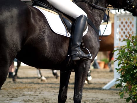 Show jumping