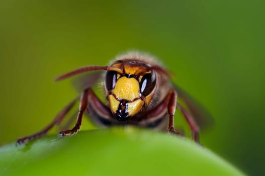 mandibles of giant hornet