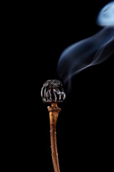 burn out poppyhead