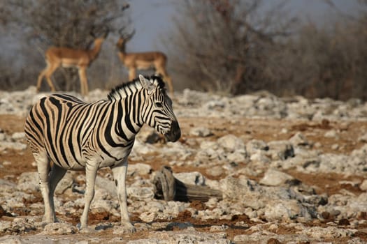 Steppe zebra (Equus quagga) in Etosha National Park,Namibia