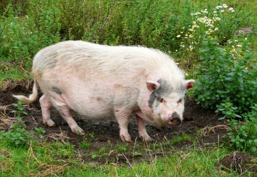 Pig