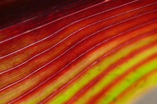 Corn leaf