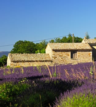 Provence house on a field with blooming lavender near Montsalier,Provence,Fra
