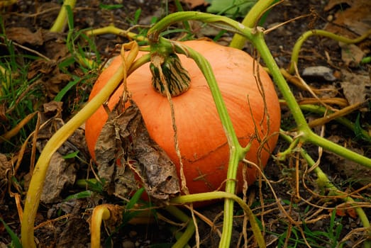 gourds