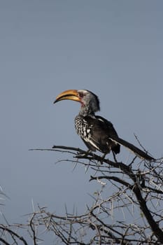 Yellow-billed toko (Tockus leucomelas)
