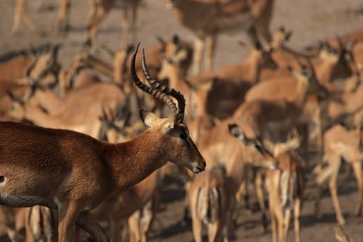 Black-nosed impalas