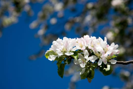 Cherry blossom