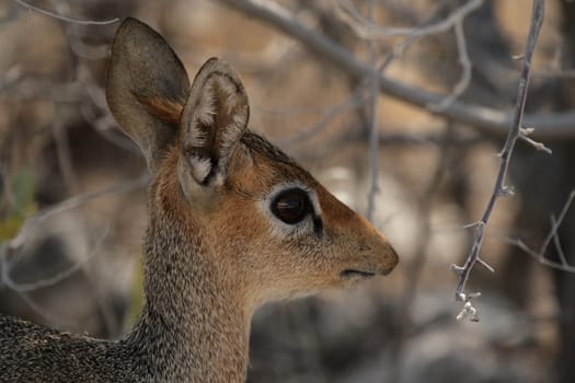Damara Dik-Dik (Madoqua damarensis)