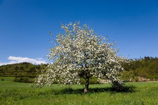 Cherry tree in spring
