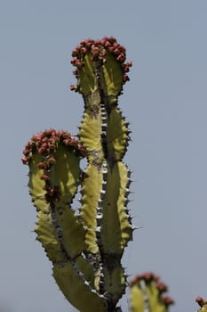 Cactus in Namibia