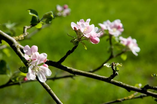 Apple blossoms in spring