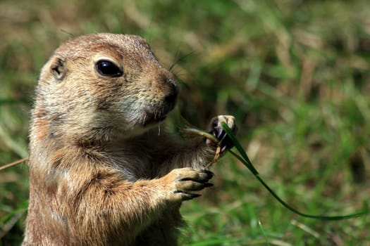 Prairie Dog Portrait