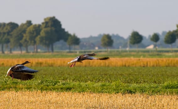 Greylag geese on take-off