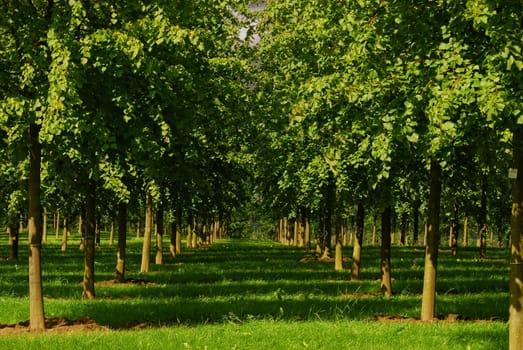 Nursery