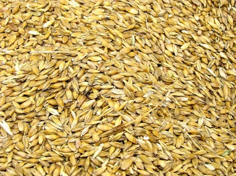 Barley