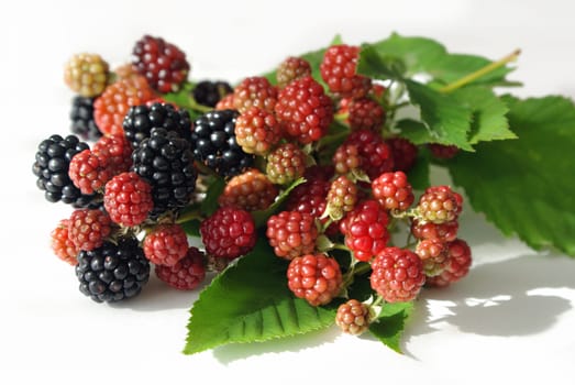 Blackberries from the garden