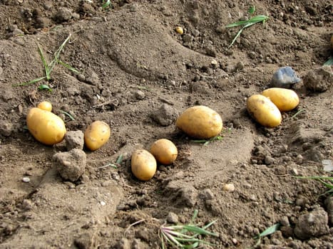 Potato harvest