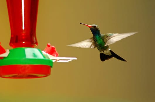 Trochilidae - Hummingbird