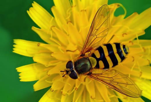 Large hoverfly (Syrphus ribesii) - Recording from August 2008 in Cursolo,Val Cannobina