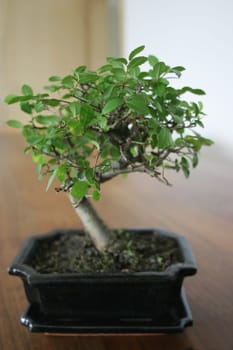 My Bonsai