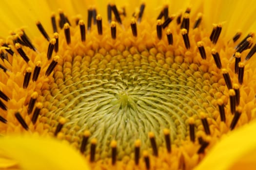 Cross section