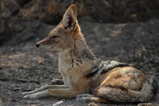 Black-backed jackal (Canis mesomelas) resting in the shade in Etosha National Park,Namibia