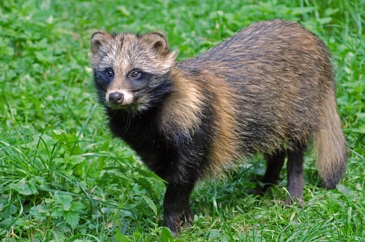 Raccoon dog