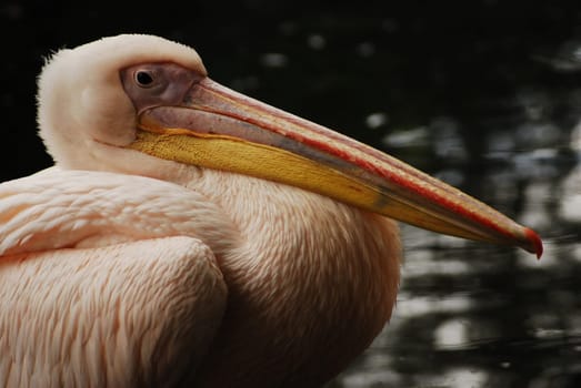 pelican