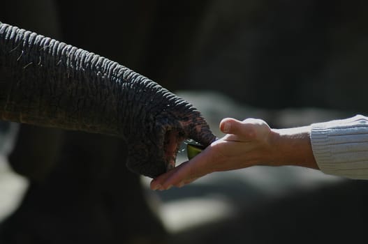 Trunk